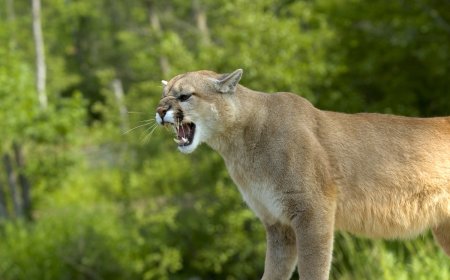WATCH: Man Chases Cougar That Had His Dog in Its Mouth