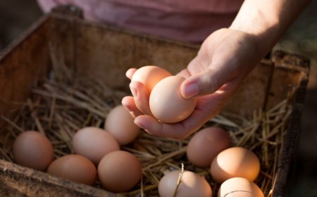 Family Sets Up Hidden Camera To Catch Unsuspecting Egg Thief In Now Viral Video