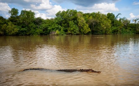 Crocodiles Are ‘Absolutely Everywhere’ Following Flooding In Australia