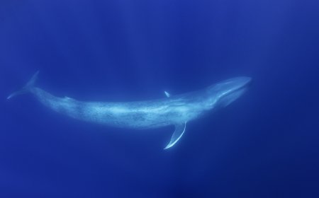 ‘Unprecedented Milestone’: Scientists Spot Albino Blue Whale