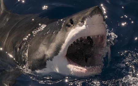 Would You Rescue a Great White Shark? This Couple Did (Video)