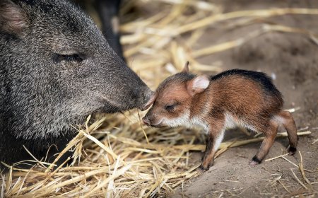 Arizona Resident’s Front Yard Becomes a Baby Javelina Crossing