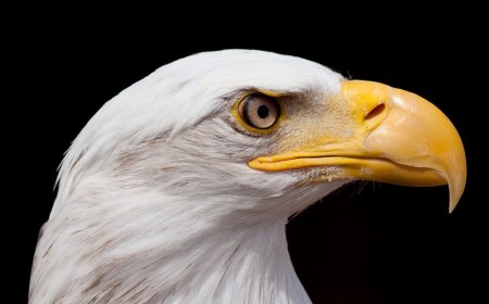 Photographer Shares Brilliant Shots of Rare White Bald Eagle