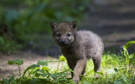 Caught on Trail Cam: ‘First Ever’ Fox/Wolf Cub Predation Filmed