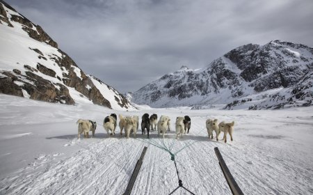 WATCH: Sled Dog Steals Camera and Records the Whole Thing