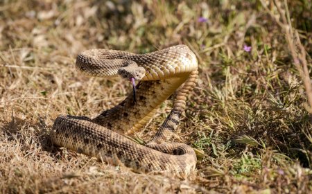 Young Mountain Biker Dies After Being Bitten by Rattlesnake