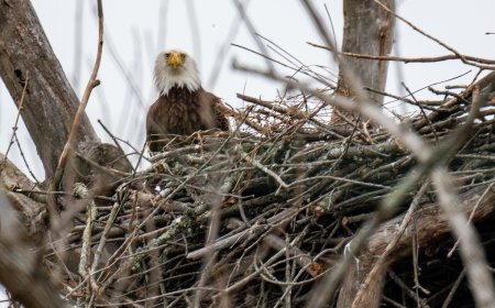 Wild Video Shows Bald Eagle Fighting Wind to Protect Nest