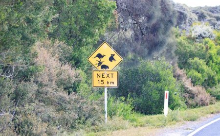 Adorable Animal Causes Mildly Inconvenient Traffic Jam