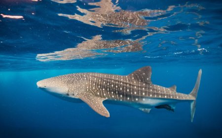 Divers Witnessed This Ocean Giant And Noticed An Entire Community Traveling With It