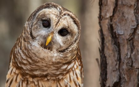 WATCH: Barred Owl Becomes Fascinated by Drone