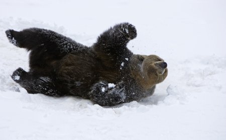 Drone Searching for Missing Man Found Playful Bear Instead