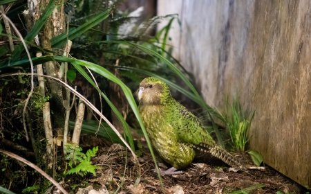 Livestream Shows Rare ‘Fat’ Parrot Becoming a Mom (Volume up)