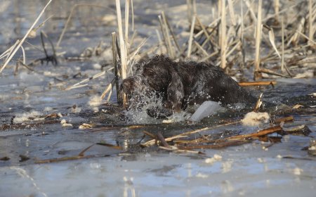 WATCH: Young Kayaker Rescues Dog From Freezing-Cold Pond