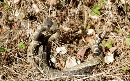 WATCH: Two Rattlesnakes Do Their Weird Dominance Dance