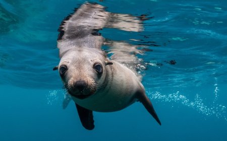 Sea Lion Who Was Rescued After Shark Attack Is Finally Released Back Into The Ocean