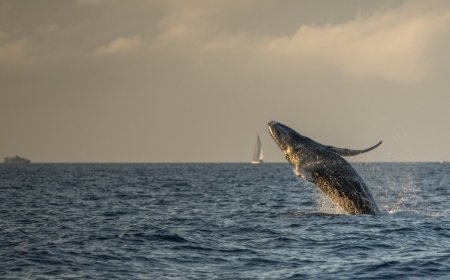 A Tourist Captures Insane Video Of A Whale Begging For A Belly Rub