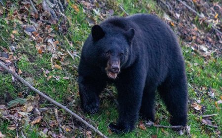 Mama Bear Injures Woman Walking Dog in Monrovia, California