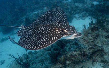 WATCH: Man Saves Stingray, Narrowly Avoids Nasty Sting
