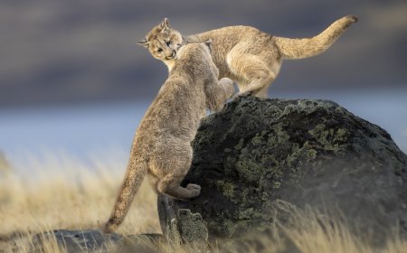 Caught on Trail Cam: Mountain Lions Play With Sign Nailed to Tree