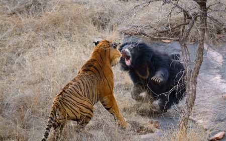 Intense Showdown: Sloth Bear vs. Tiger (Video)
