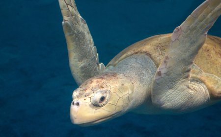 Rescue Center Reveals How They Saved A Turtle That Was Covered In Organisms