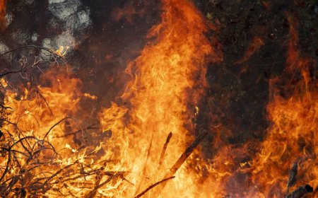 Trail Cam Survives Nebraska Fire—See the Intense Photos It Took