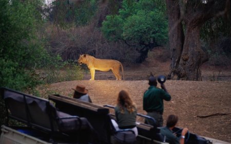 WATCH: Lion Shows up for Dinner in Botswana