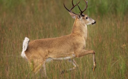 ‘Buck Looking for Bucks’: See Footage of Deer Breaking Into Bank