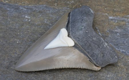 10-Year-Old Boy Discovers Rare, Massive Shark Tooth