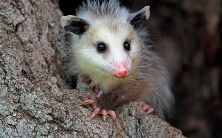 Rescuers Save An Opossum From A Roof And Find A Lovely Surprise