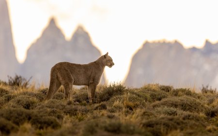 ‘Dream Come True’: Campers Spot Puma in Their Campsite
