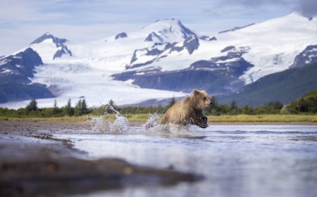 Young Brown Bears Score a Fish and Are Loving Life (Video)