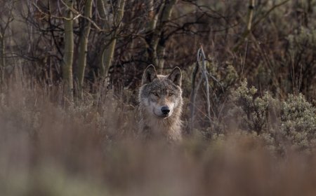 Oregon Man Comes Face to Face With Wolf in Rare Encounter