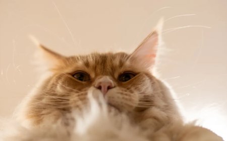 College Student Comes Up With Creative Way To Help Her Overweight Cat Lose Weight