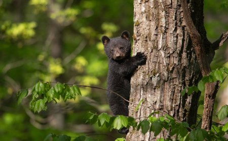 Bear Cubs Orphaned After Mom Euthanized Post-Attack on Human