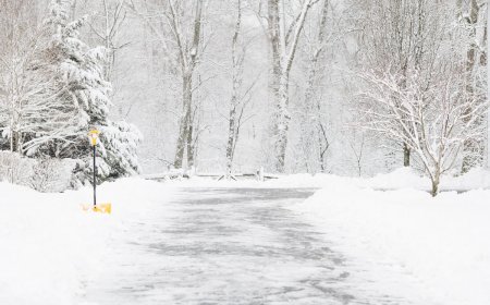Animal Family Makes Unexpected Appearance in Snowy Driveway