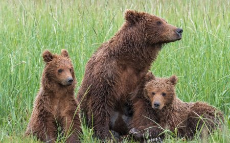 WATCH: Brown Bear and Cubs Peacefully Cross Alaskan Tundra