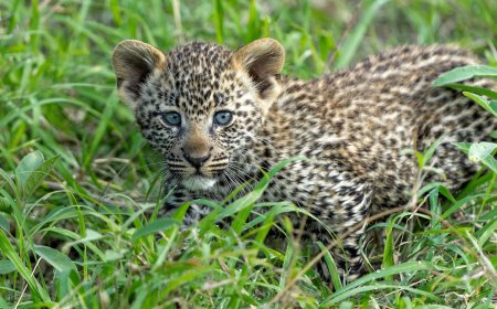 Baby Leopard Plops off Safari Tent—Here’s What Happened Next
