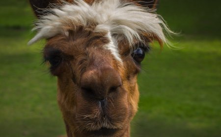 Orphaned Baby Alpaca Forms Adorable Friendship With Goats