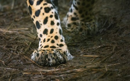 ‘Rare Moment from Our Camera Trap’: See the Beautiful Footage