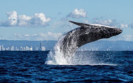 Insane Footage Shows A Massive Humpback Whale Trapped Inside A California Harbor