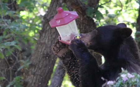 As Warm Weather Brings Bears Out Of Hibernation Experts Share How To Peacefully Coexist With Them