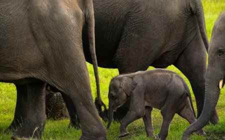 Incredible Footage Shows An Entire Elephant Family Working Together To Save A Baby Stuck In The Mud