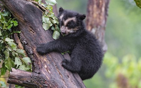 WATCH: Beautiful Footage of Andean Bears in Colombia
