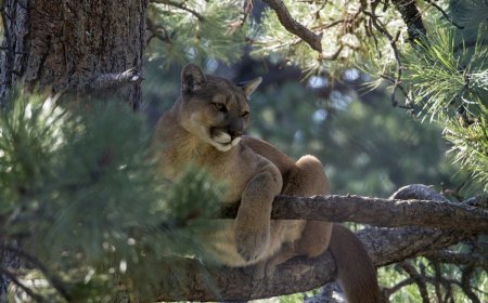 Man Stumbles Upon Four Mountain Lions in a Single Tree (Video)