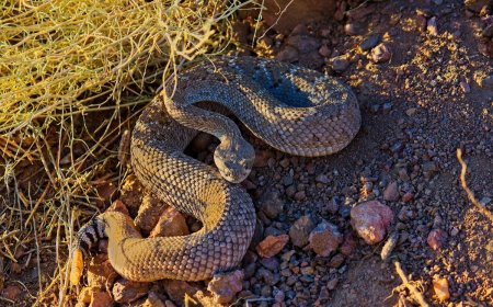 Second Person in a Month Dies From Rattlesnake Bite in California