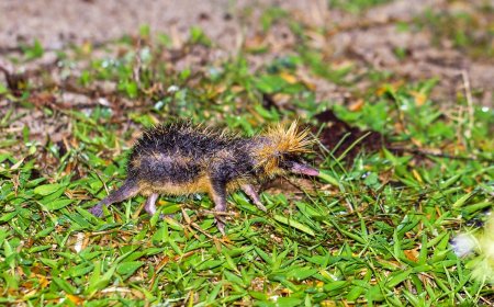 Viral Video: See ‘Bizarre’ Animal Many People Didn’t Know Existed