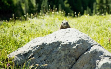 Sound on: Have You Ever Heard a Marmot Scream? It’s Adorable.