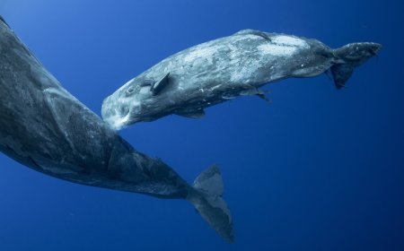 Rare Footage Shows Sperm Whales Supporting Hours-Long Birth