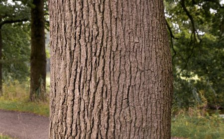 Can You Find the Camouflaged Animal on the Tree Bark?